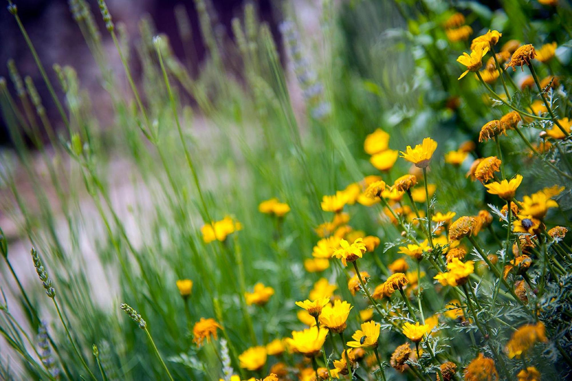 Dalmatian Garden - Free Parking - City Centre 시베니크 외부 사진